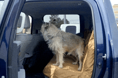 Las mejores fundas para asientos de coche para mascotas probadas