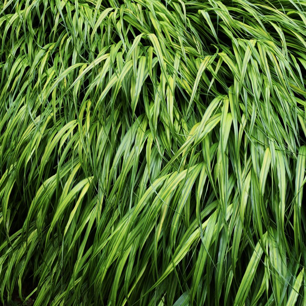 Las mejores cubiertas para el suelo, hierba del bosque japonés.